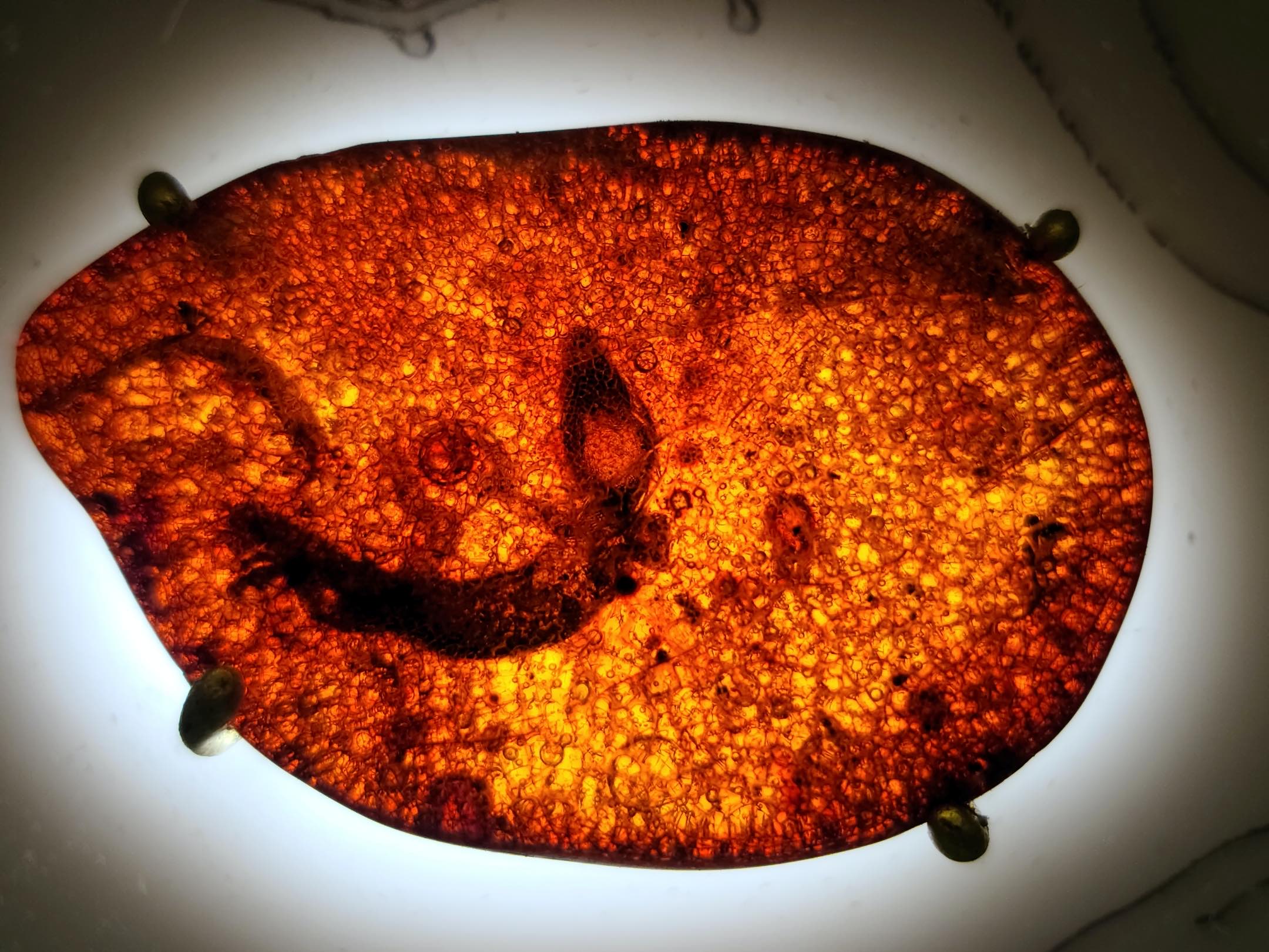 50 million year old fossil, a lizard trapped in Amber