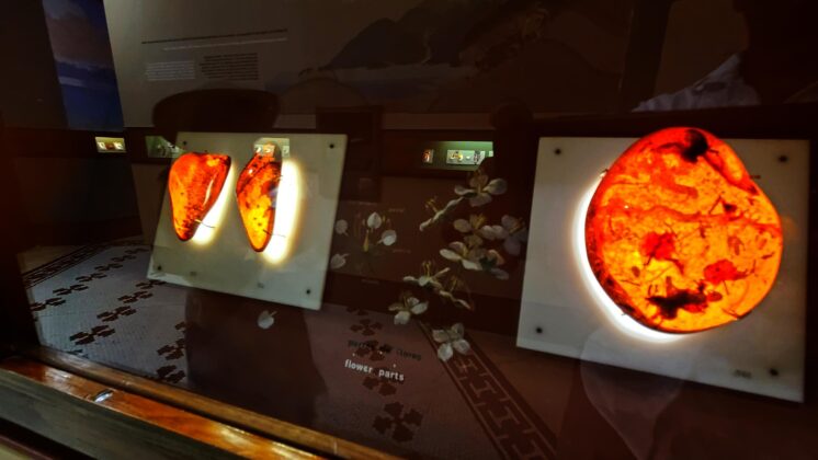 Beautiful pieces of Amber on display