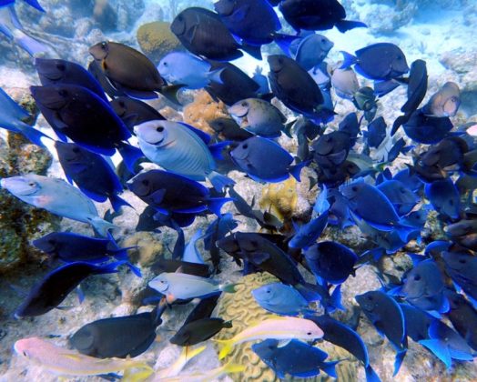 Blue tang, also called Doctor fish
