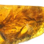 fossilized-amber3