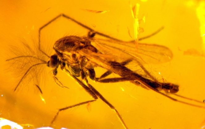 amber fossilized mosquito