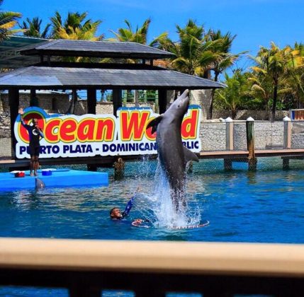Dolphin show in the main pool