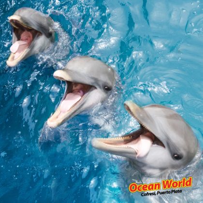 Trio of dolphins