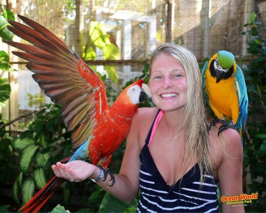 Woman feeds parrots