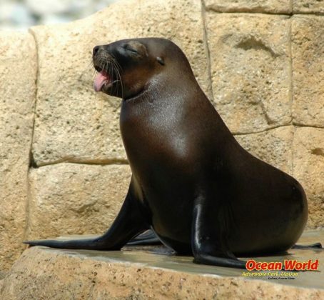 seal claps
