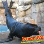 oceanworld-puertoplata4