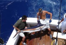 Puerto Plata Fishing Puerto Plata fishing, Dominican Republic