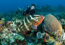Amazing Underwater World: Diving in Sosua diving in Sosua reefs with grouper