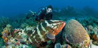 diving in Sosua reefs with grouper