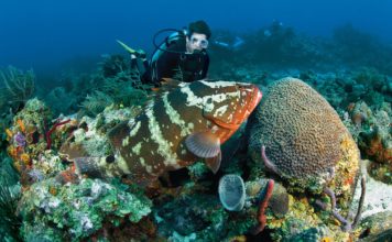 Amazing Underwater World: Diving in Sosua diving in Sosua reefs with grouper