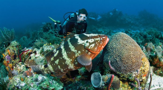 Amazing Underwater World: Diving in Sosua diving in Sosua reefs with grouper