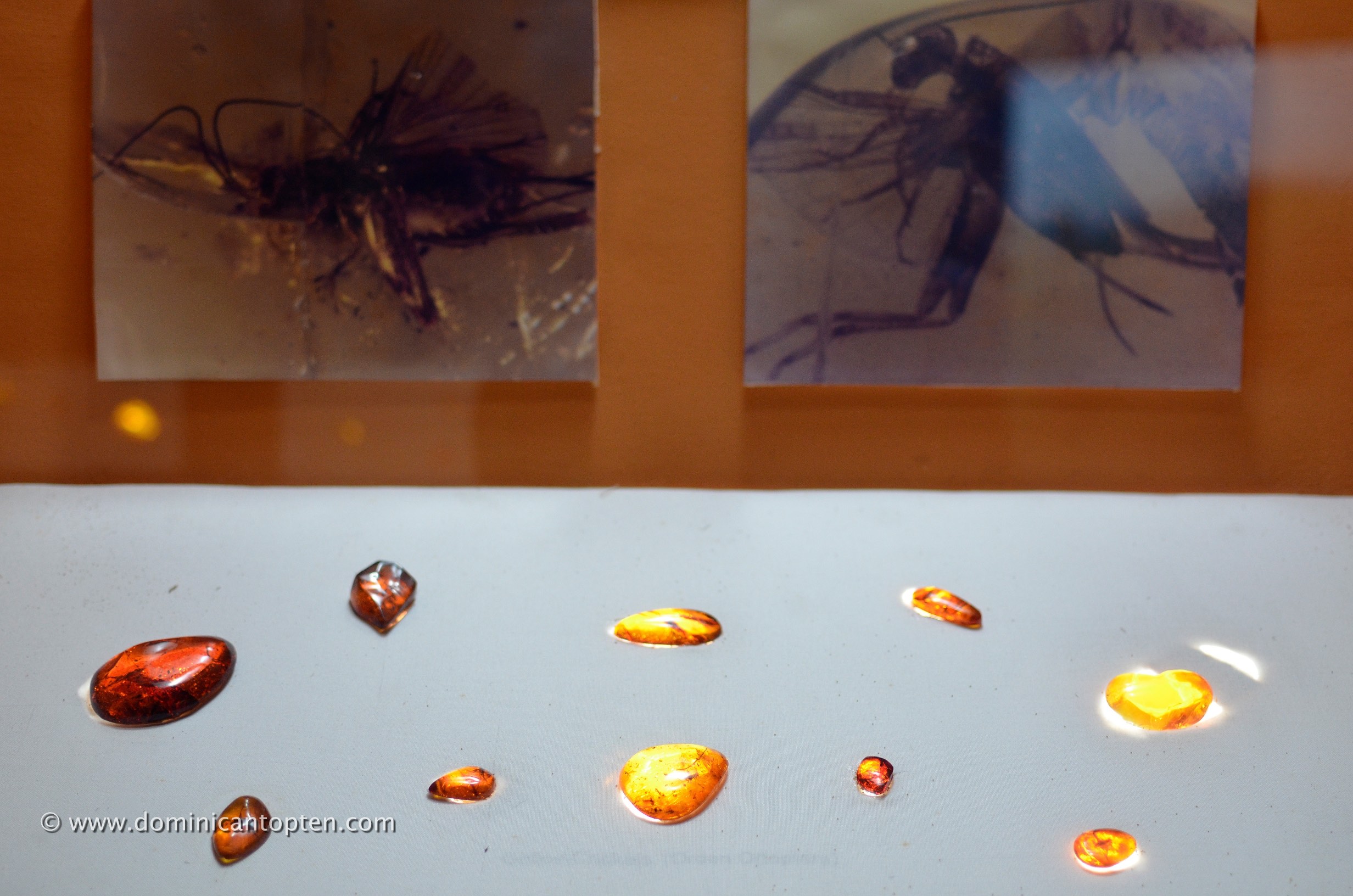 inclusion in amber exhibited at the amber gallery