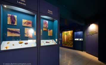 The Amber Gallery in Puerto Plata inclusion in amber exhibited at the amber gallery