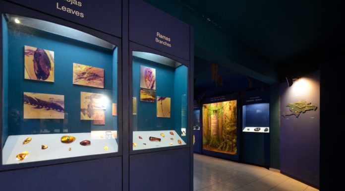 The Amber Gallery in Puerto Plata inclusion in amber exhibited at the amber gallery