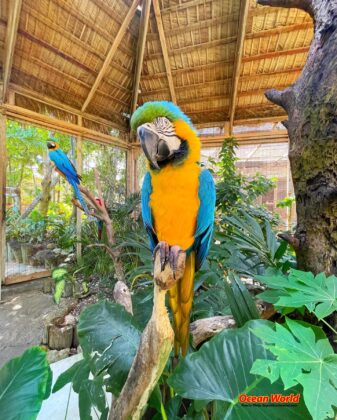 Exotic bird, a Macaw
