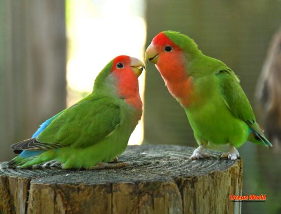 birds kissing
