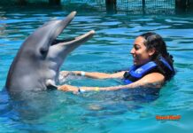 Landmark Attraction of the North Coast: Ocean World swimming with dolphin