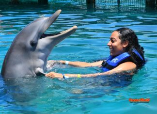 Landmark Attraction of the North Coast: Ocean World swimming with dolphin