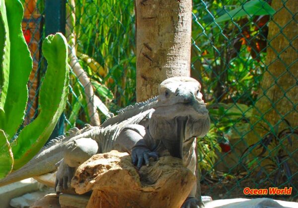Ancient iguana