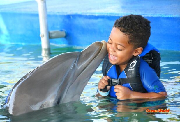 Kid having fun with a dolphin