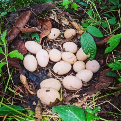 organic eggs in nest