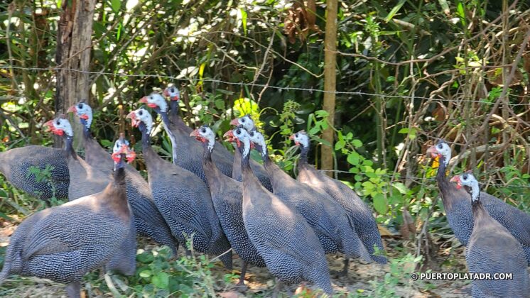 Guinea birds at Tubagua