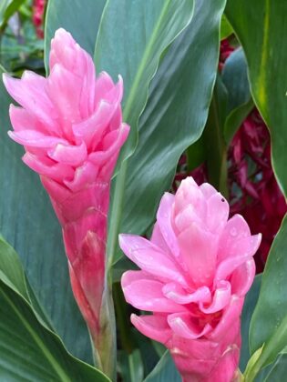 Hawaiian pink ginger flower