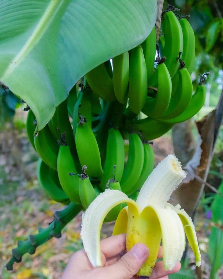 Banana tree at Rugama tours
