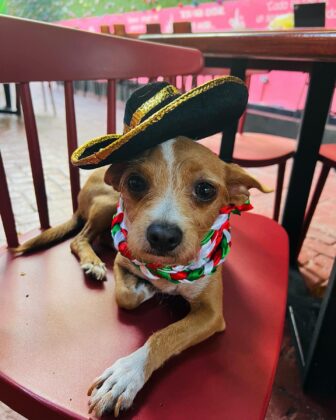 Taco dog chihuahua