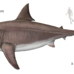 Megalodon-shark-epochs-Pliocene-Miocene