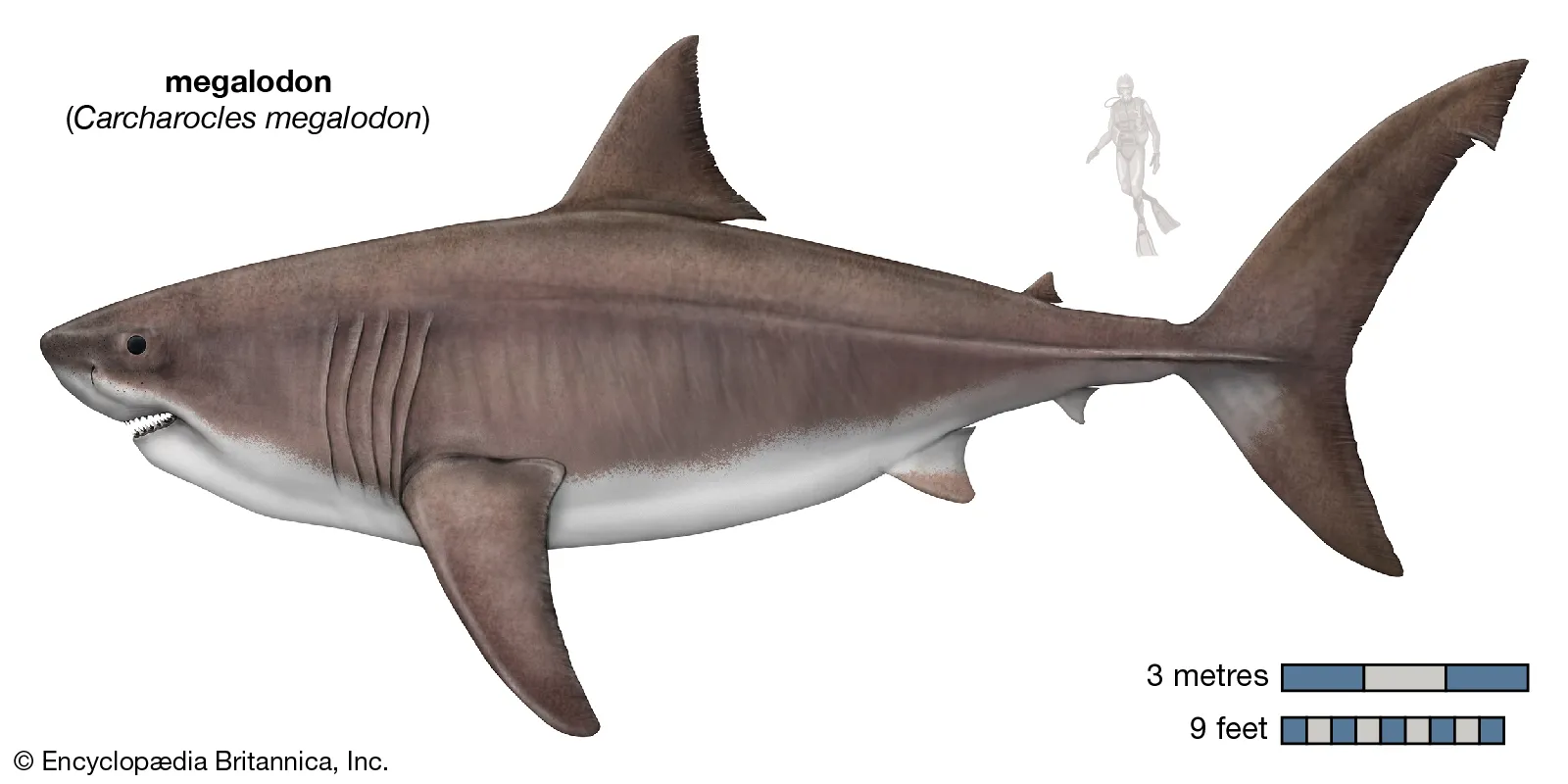 Ancient Shark called megalodon