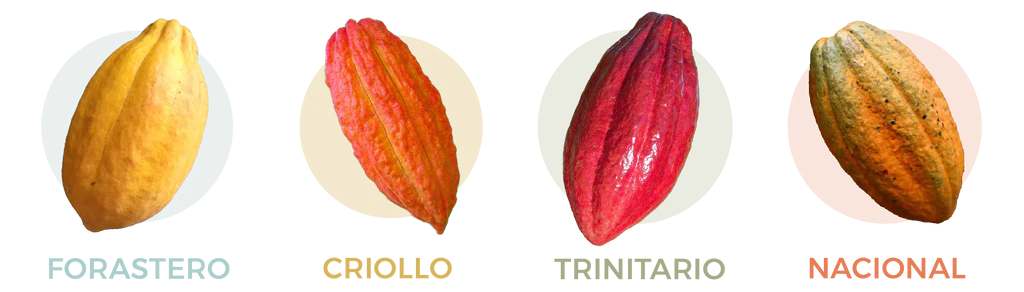 cacao varieties