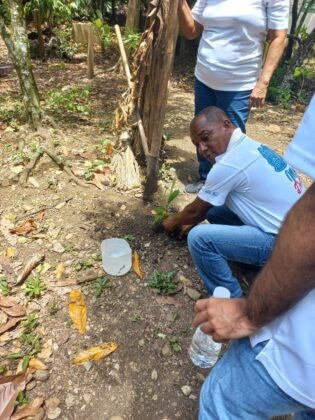 Planting a cacao tree