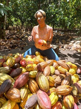 Harvesting cacao