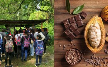 Cacao Tour – Hacienda Cufa Puerto Plata Cacao Tour at Hacienda Cufa in Guananico.
