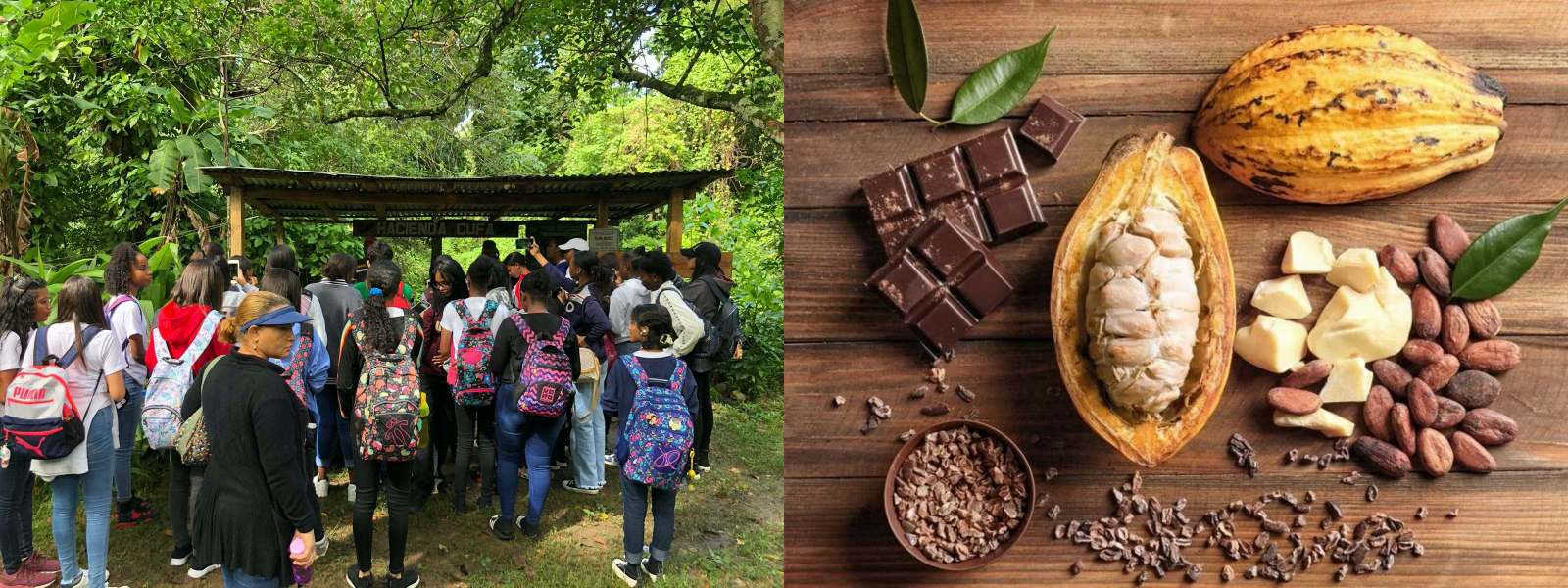 Students taking the cacao tour