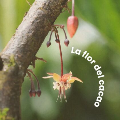 cacao tree flower