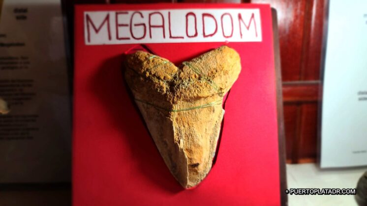 A Megalodon tooth