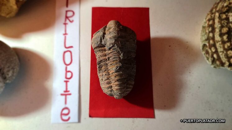 Trilobite on display