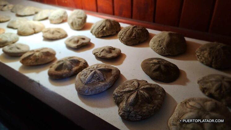 sand dollars dating back a millennia