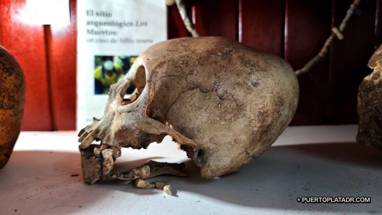Elongated skull on display