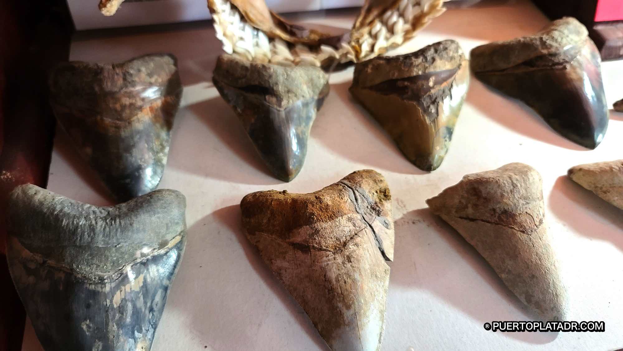 A collection of Megalodon teeth.