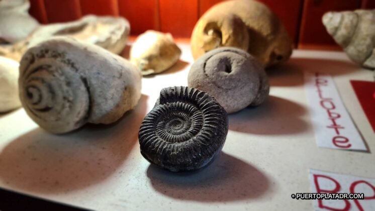 Nautilus, fossilized.