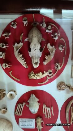 Taino dog skull