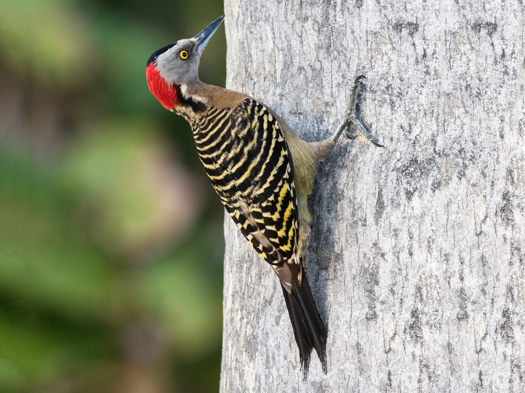 woodpeckers are the main enemy of cacao production, also rats.