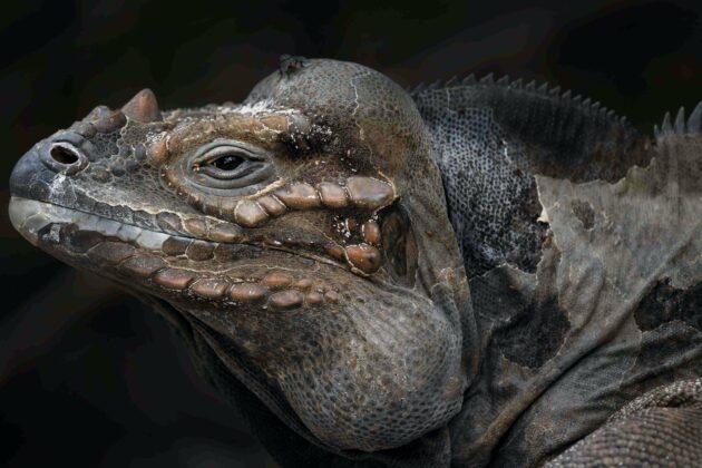Close up of an elder iguana