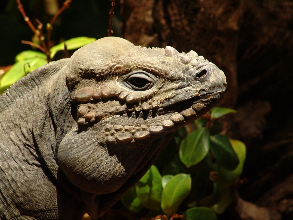 A beautiful specimen of Rhinoceros iguana at the Jaragua park