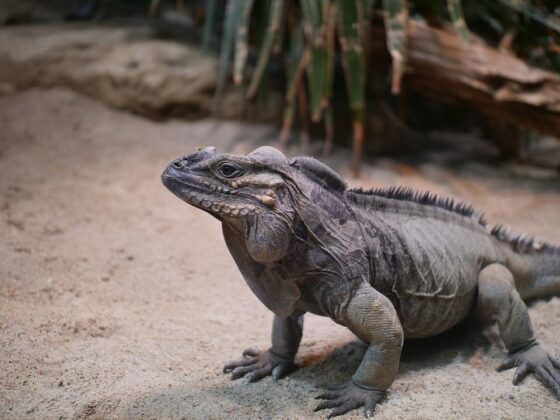 A Rhinoceros iguana in captivity