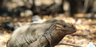 Rhinoceros iguana Rhinoceros Iguana in the Dominican Republic