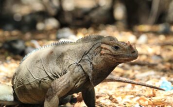 Rhinoceros iguana Rhinoceros Iguana in the Dominican Republic
